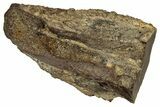 Large, Fossil Triceratops Shed Tooth - Montana #350656-1